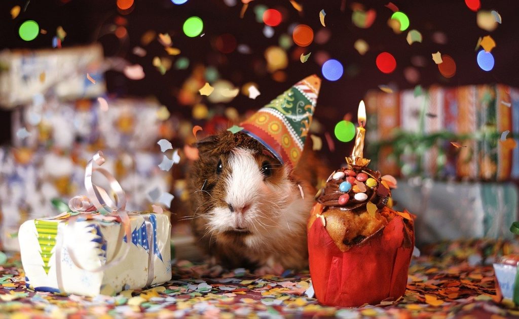 guinea pig, happy birthday, animal-1969698.jpg