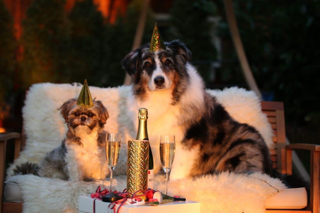 new year's day, sylvester, new year's eve 2015-1090770.jpg