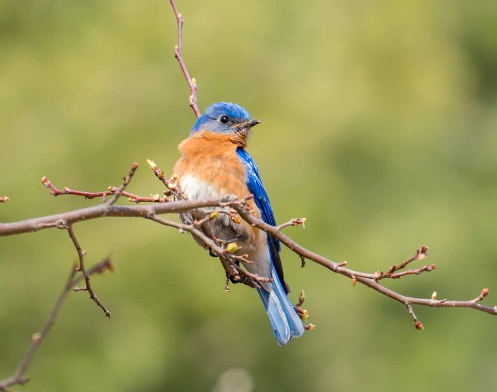 blue bird, bird, bird on the tree-2958258.jpg