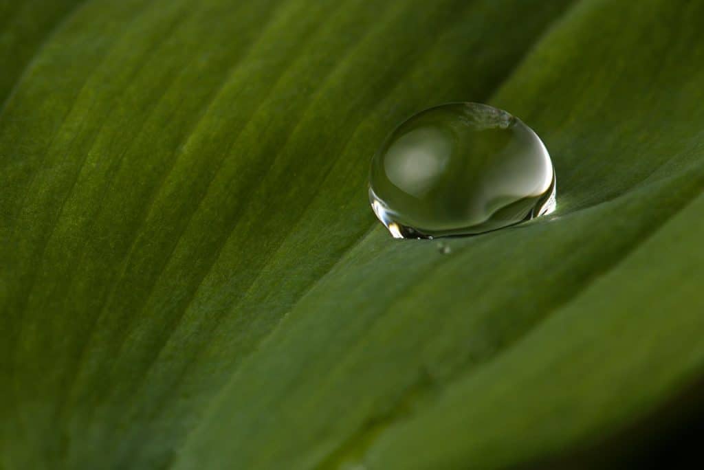 drop of water, leaf, macro-4170406.jpg