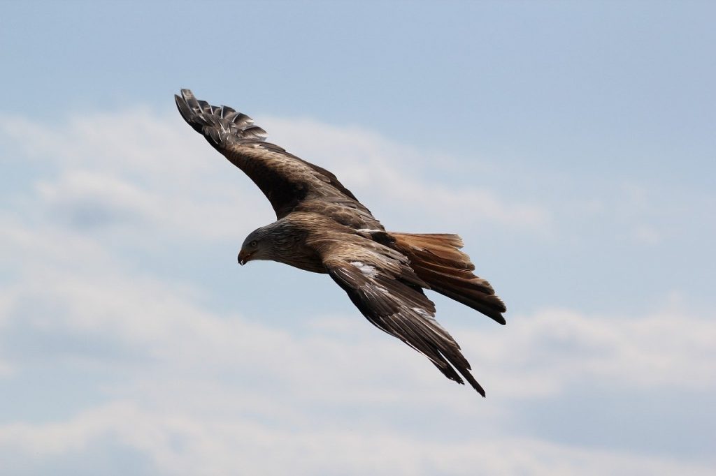 eagle, bird, flying-217591.jpg