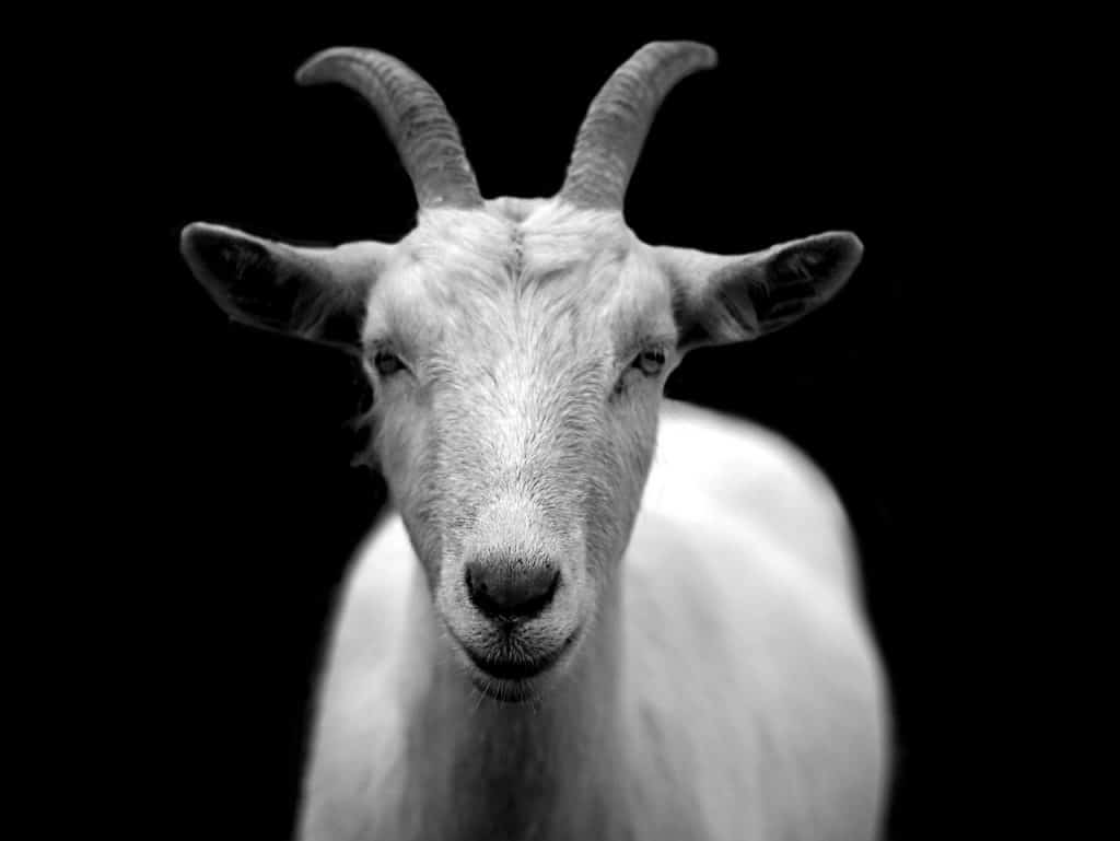 goat, animal, livestock-50290.jpg