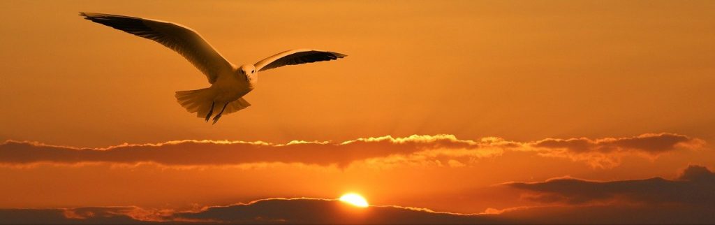 gull, flying, sunset-1090835.jpg