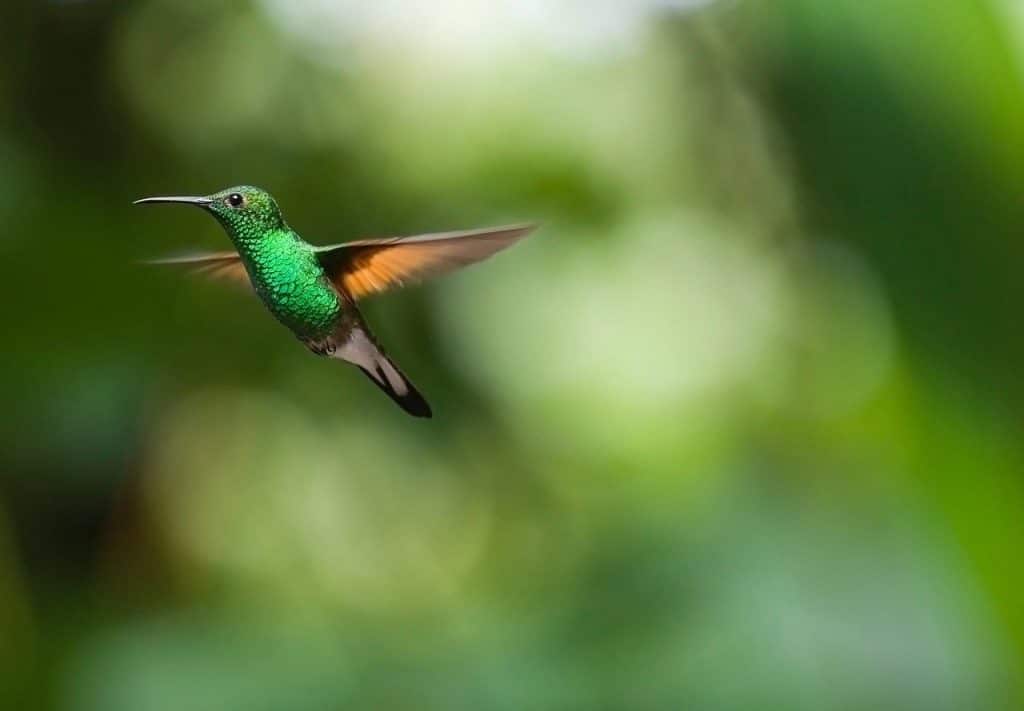 hummingbird, bird, trochilidae-2139278.jpg