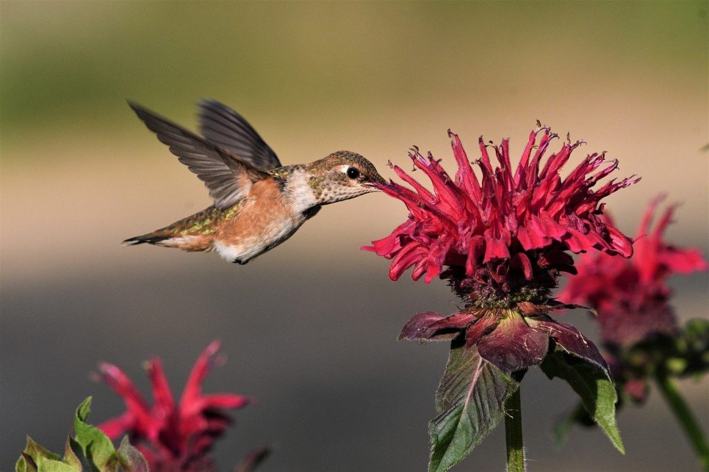 rufous, bird, hummingbird-6476117.jpg