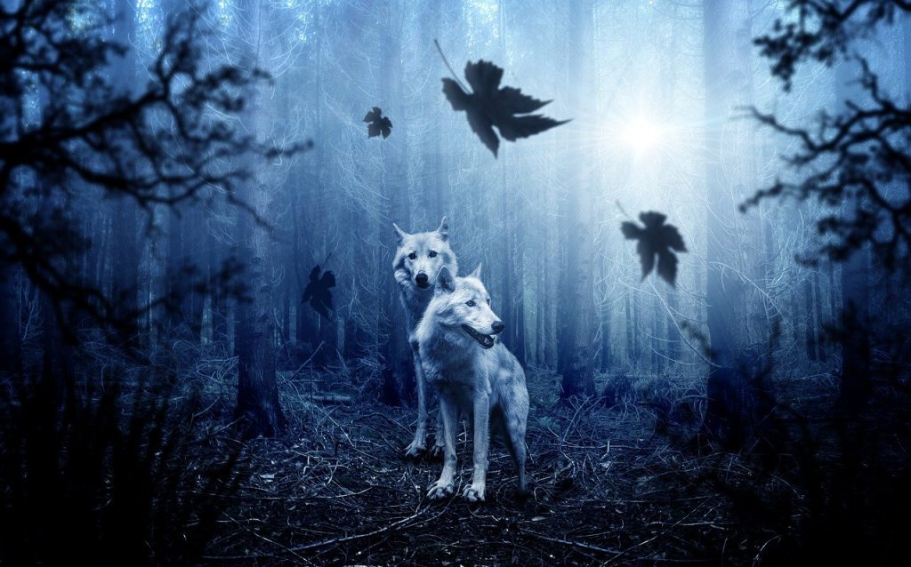 wolves, wolf pack, forest-2864647.jpg