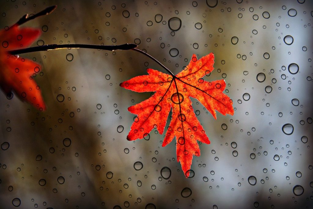 leaf, maple, autumn-3865014.jpg