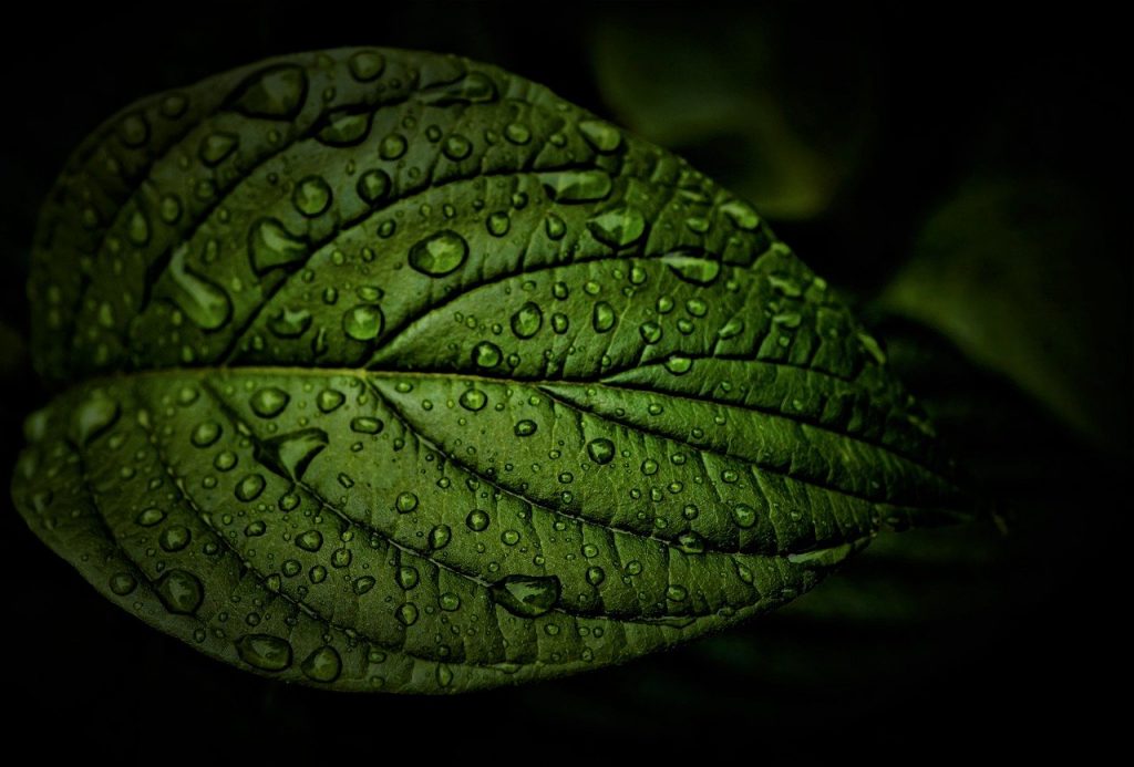 leaf, rain, weather-5298312.jpg