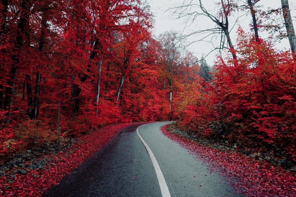road, countryside, autumn-5710320.jpg