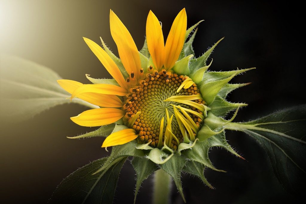 sunflower, nature, flora-3113318.jpg