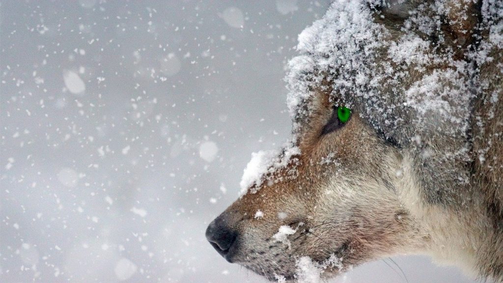 wolf, winter, snow-2043464.jpg