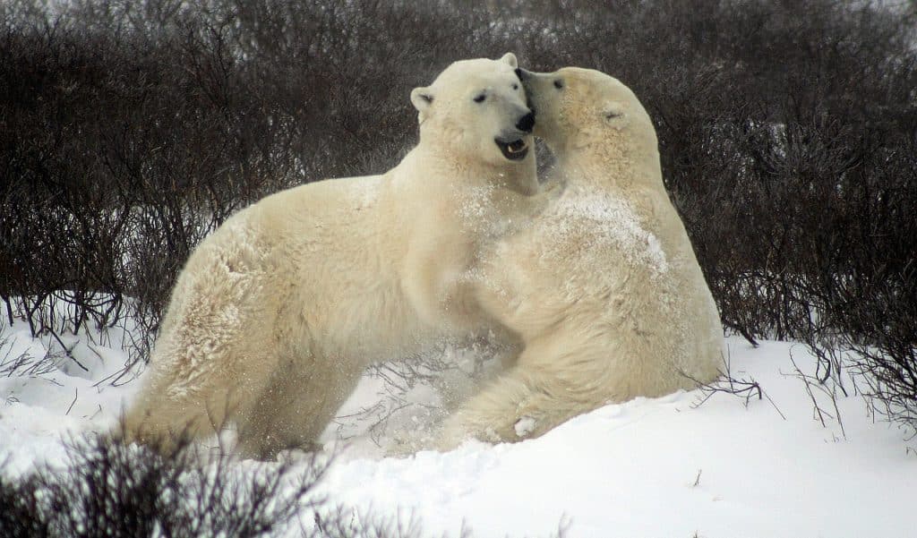 sparing polar bears, fighting polar bears, churchill canada-2821903.jpg
