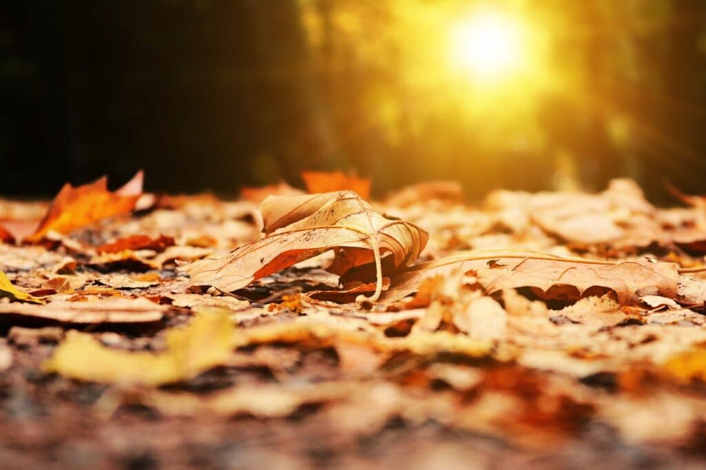 fall, leaf, leaves-2874547.jpg