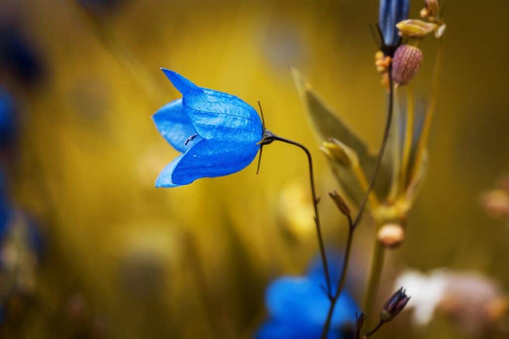 bellflower, blue flower, petals-1576086.jpg