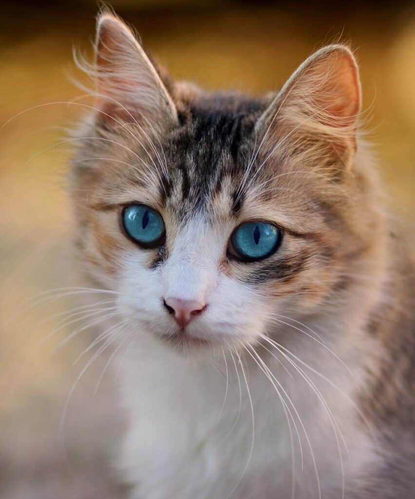 cat, blue eyes, pet-3336579.jpg