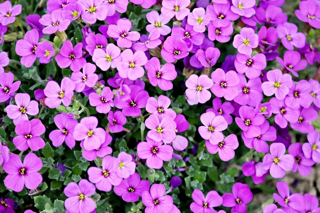 purple, flowers, petals-2219594.jpg