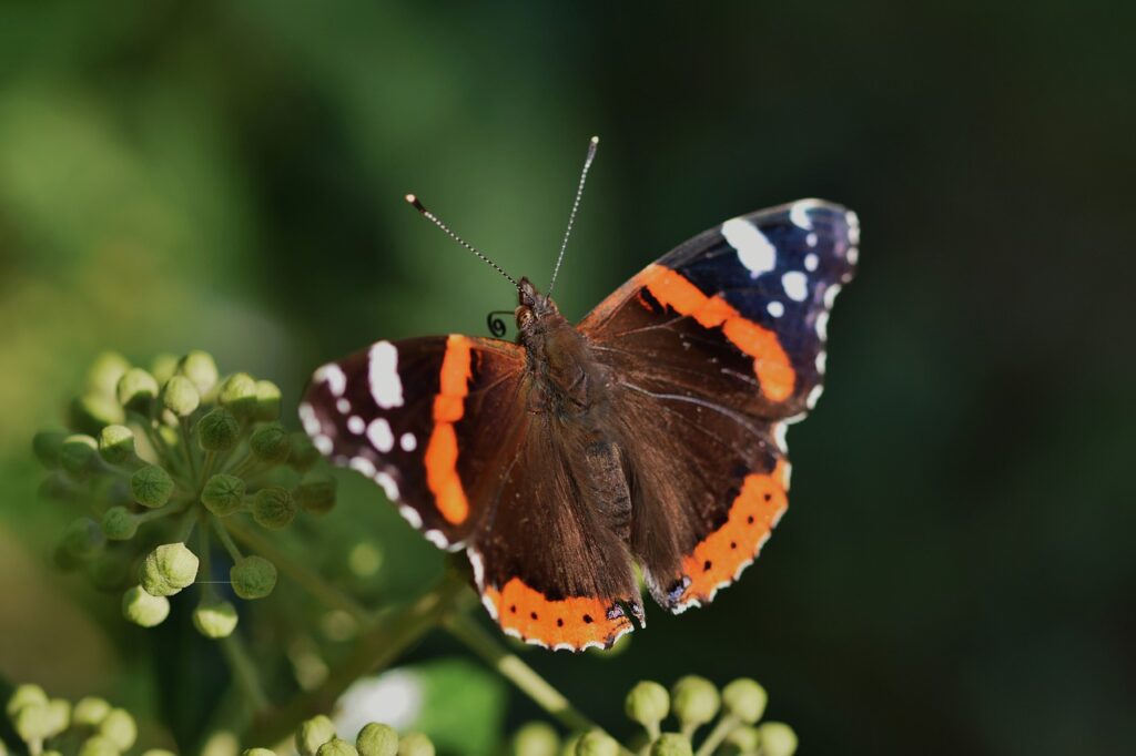 red admiral, butterfly, insect-7294976.jpg