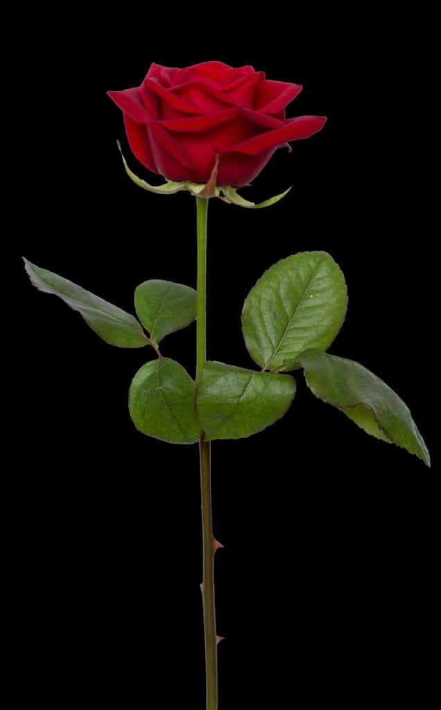 rose, red, flower-2811552.jpg