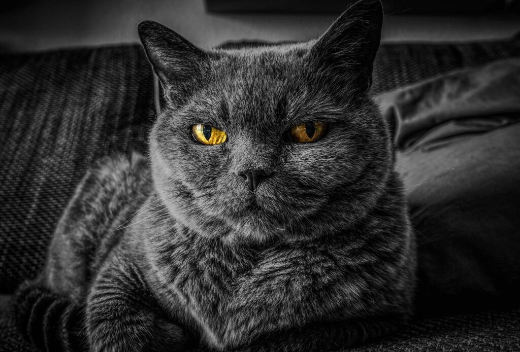 cat, cat's eyes, gray cat-2143332.jpg