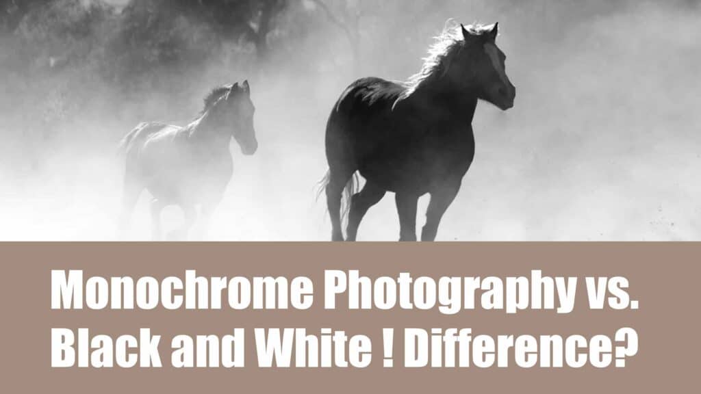 Monochrome Photography vs. Black and White | Difference?