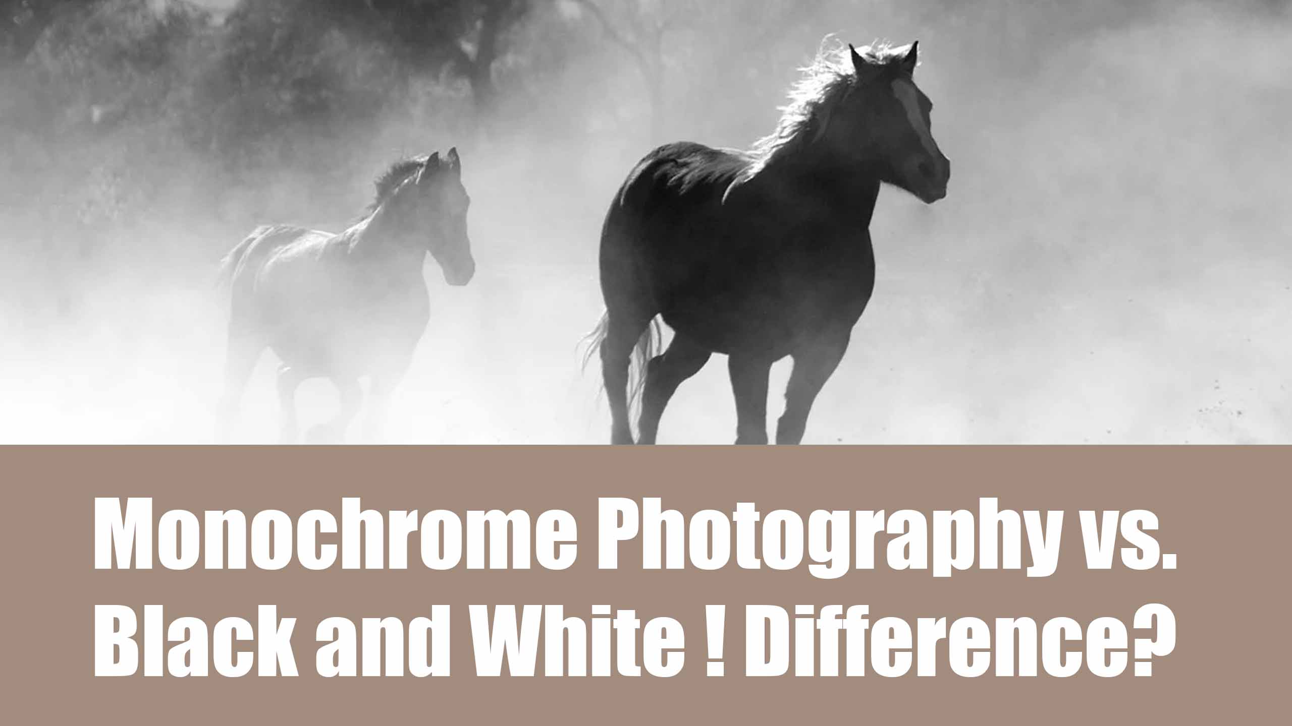 monochrome-photography-vs-black-and-white-difference