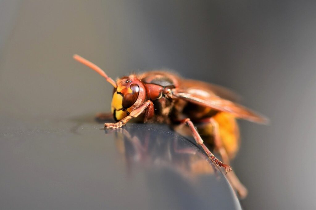 european hornet, hornet, wasp-7387392.jpg