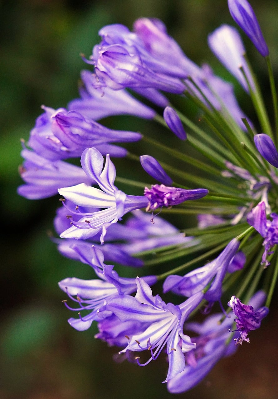 flowers, lilies of the nile, agapanthus-7399857.jpg