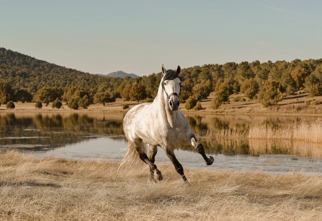 horse, gallop, field-6276602.jpg