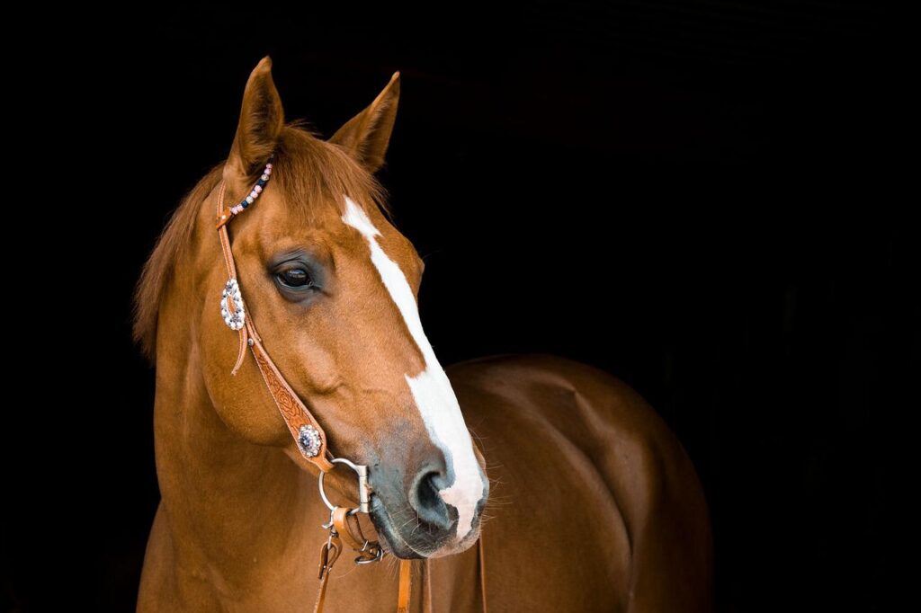 horse, mare, bridle-3390256.jpg