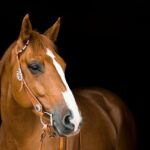 Tips For Taking Beautiful Horse Photography
