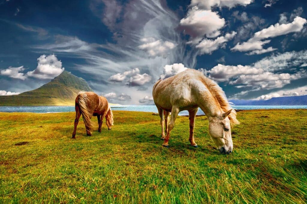 horses, grazing, pastures-2427513.jpg