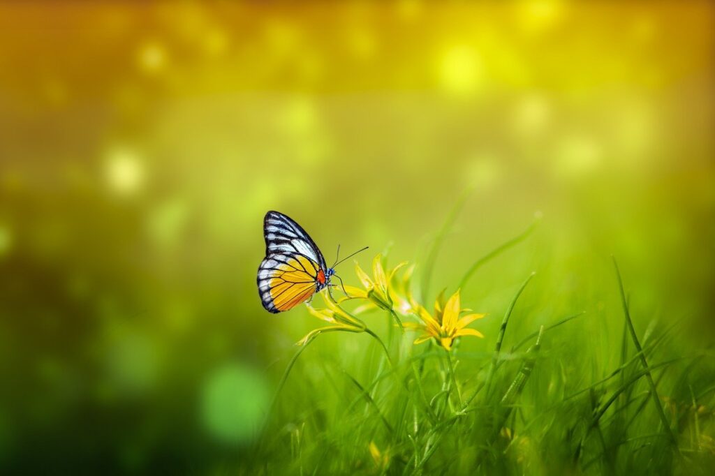 spring, butterfly, bokeh-7403594.jpg
