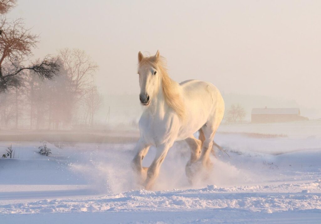 white horse, winter, snow-3010129.jpg