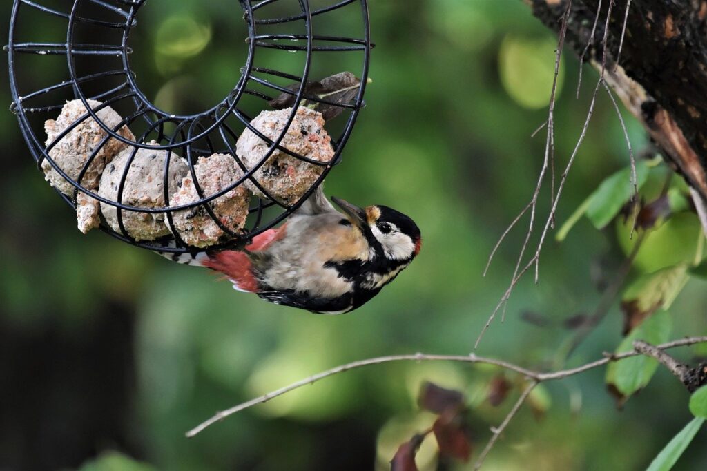 woodpecker, fat balls, bird-7400612.jpg