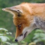 fox, red fox, animal-5064828.jpg