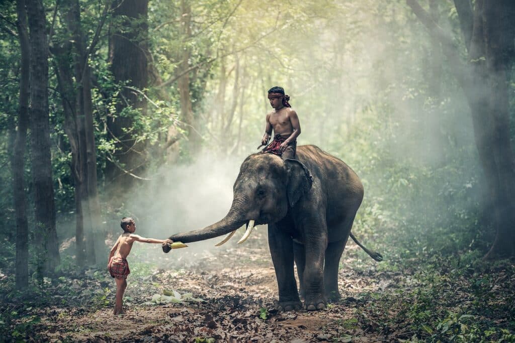 elephant, riding, children-1822481.jpg