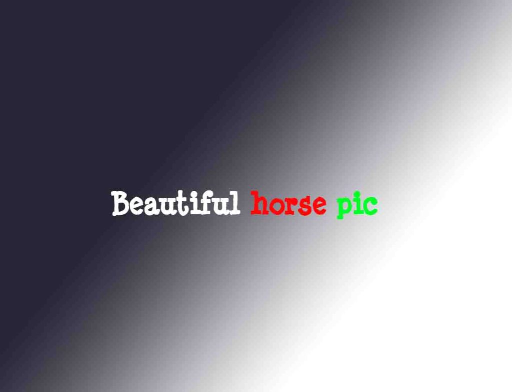 beautiful horse pic