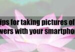Tips for taking pictures of flowers with your smartphone