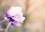 anemone, flower, plant-1533515.jpg