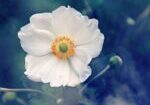 anemone, flower, white flower-3616880.jpg