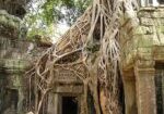 angkor wat, root, cambodia-469.jpg