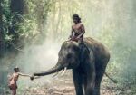elephant, riding, children-1822481.jpg