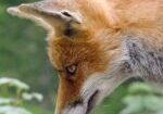 fox, red fox, animal-5064828.jpg