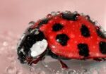 ladybug, insect, water droplets-1036453.jpg