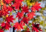 maple leaves, autumn, leaves-2789234.jpg