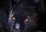 panther, animal, feline__picfixs