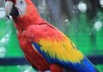 parrot, macaw, red-2909835.jpg