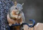 squirrel, rodent, mammal-8192899.jpg