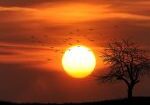 sunset, tree, silhouettes-742744.jpg